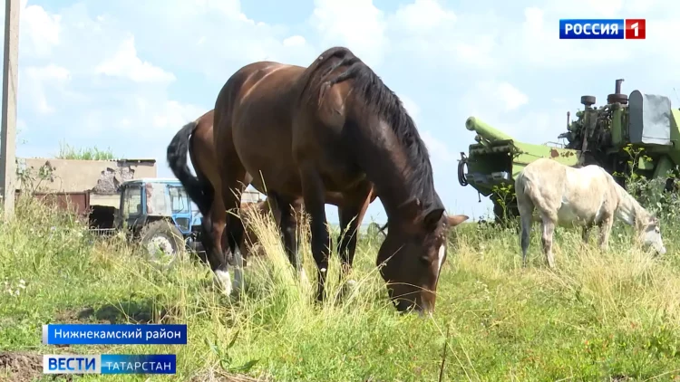 Жители деревни в Нижнекамском районе возмущены состоянием лошадей местного фермера