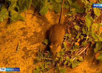 «Это страшная болезнь, я не ожидал»: в Татарстане участились случаи заражения мышиной лихорадкой