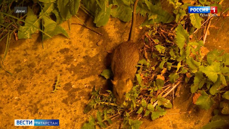 «Это страшная болезнь, я не ожидал»: в Татарстане участились случаи заражения мышиной лихорадкой