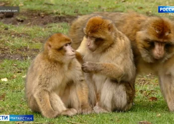Меньше чем за сутки в водоемах Татарстана утонули пять человек