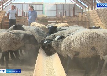 В Челнах пасечник спас от пчел посетителей торгового центра