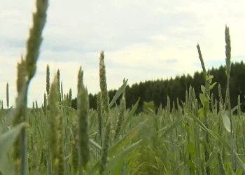 Искать пути объезда: строительство Вознесенского тракта разрастается