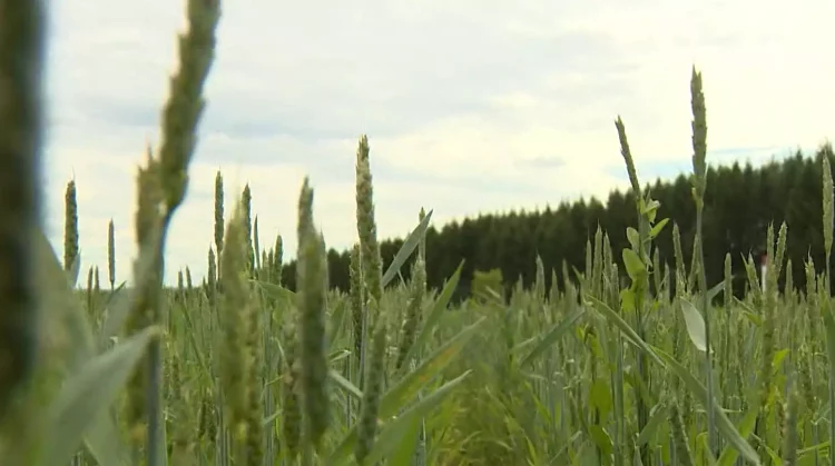 Искать пути объезда: строительство Вознесенского тракта разрастается