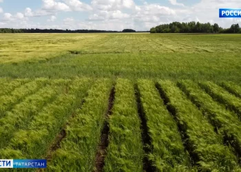 В Татарстане начали готовить технику к уборочной кампании