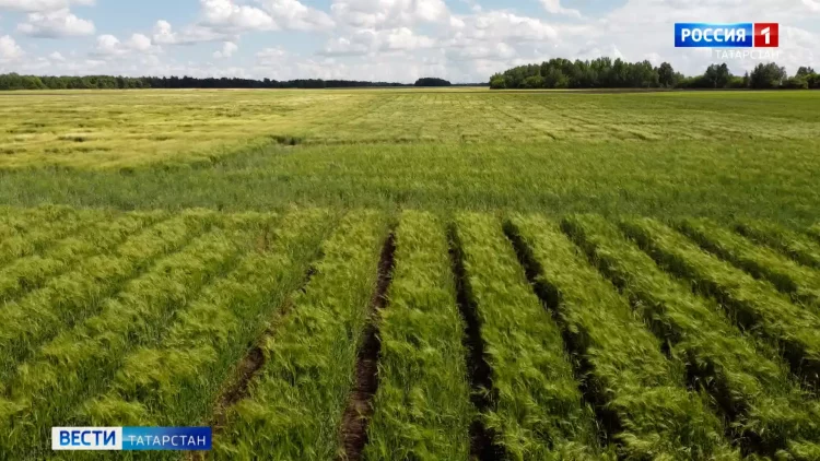 В Татарстане начали готовить технику к уборочной кампании