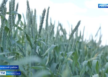 В Татарстане из-за опасности лесных пожаров объявлено штормовое предупреждение