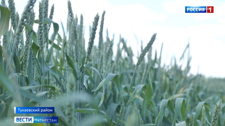 В Татарстане из-за опасности лесных пожаров объявлено штормовое предупреждение