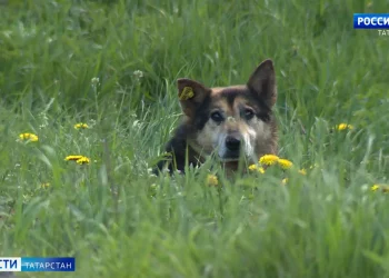 Площадь Татарстана увеличилась на 139 гектаров