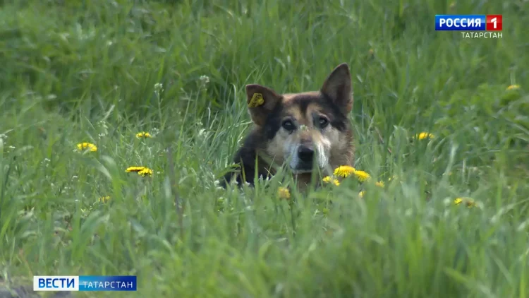 Площадь Татарстана увеличилась на 139 гектаров