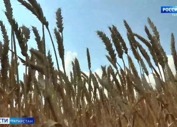 Минниханов обсудил с главным судебным приставом России вопросы сотрудничества по обеспечению интересов граждан