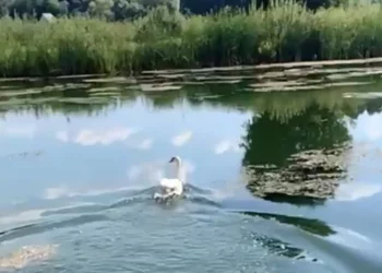 В Нижнекамском районе спасли лебедя-шипуна
