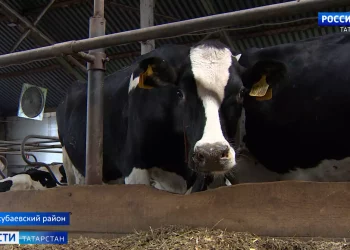 Минниханов ознакомился с ходом уборки в трех районах Татарстана