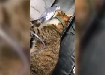 В Нижнекамске фельдшеры скорой помощи спасли кошку, пострадавшую при пожаре