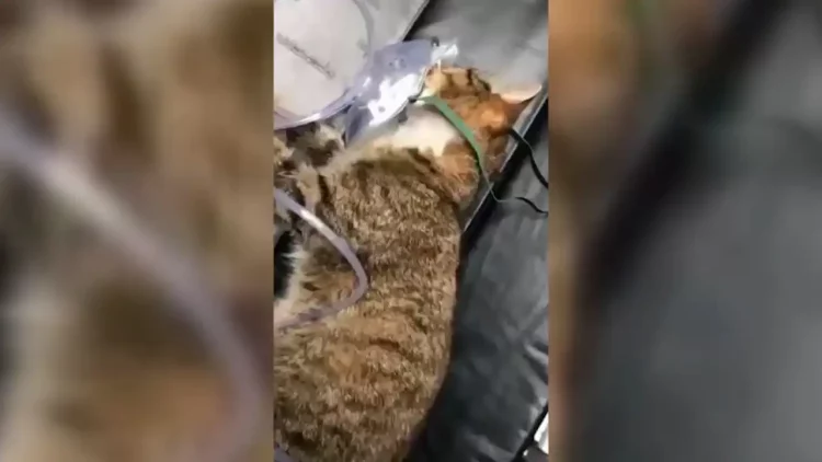 В Нижнекамске фельдшеры скорой помощи спасли кошку, пострадавшую при пожаре