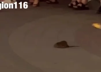 В Казани сняли на видео крысу, которая заслушалась музыкантов на Баумана