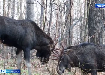 В Татарстане с 15 сентября начинается сезон охоты на лосей