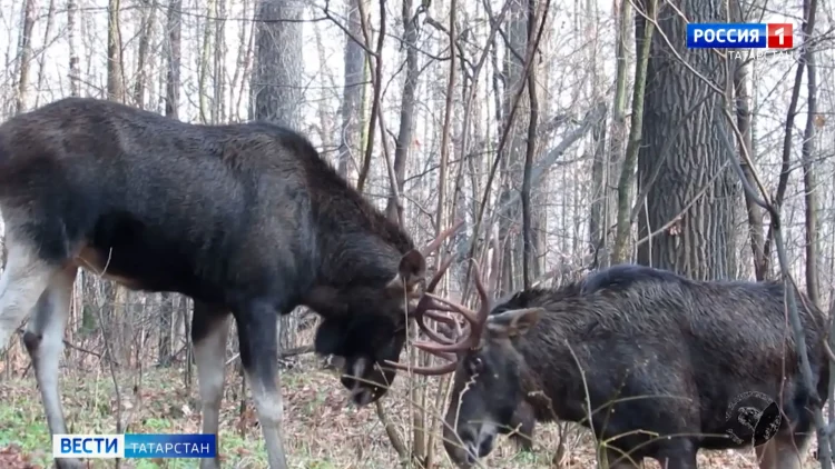 В Татарстане с 15 сентября начинается сезон охоты на лосей