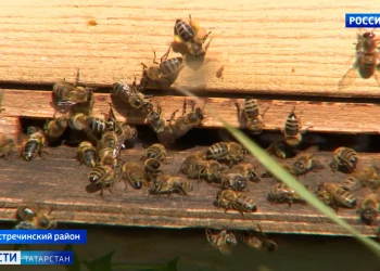 Тропический август: европейский антициклон оставил Татарстан без осадков и осенней прохлады