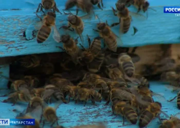 В Казани осенние сельхозярмарки стартуют 10 сентября