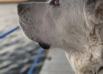 Рустам Минниханов поделился фото с прогулки с алабаем Акдусом