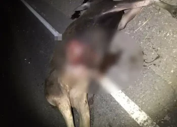 В Татарстане грузовик сбил перебегавшего дорогу лося