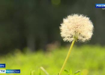 Раскалённые дни: в Татарстане фиксируют экстремально высокие температуры
