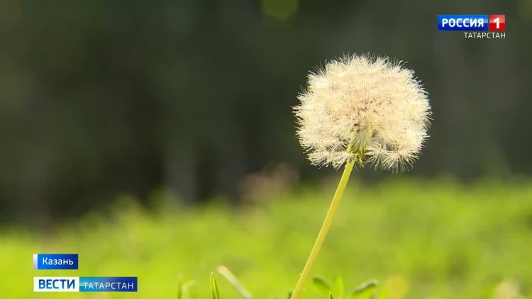 Раскалённые дни: в Татарстане фиксируют экстремально высокие температуры