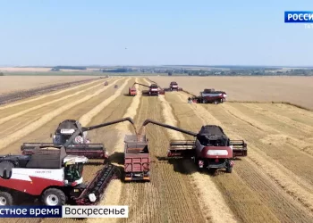 Выжить максимум с полей: аграрии Татарстана приступили к уборке зерновых
