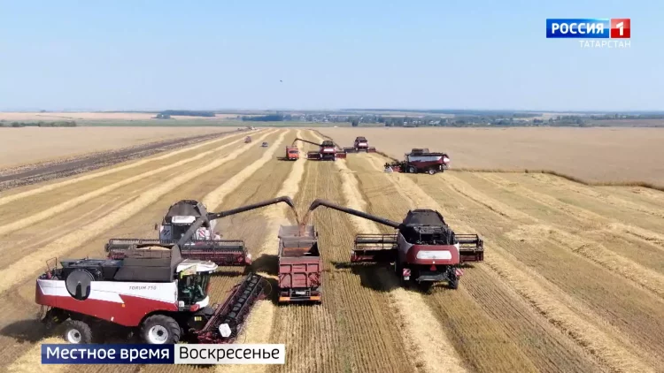 Выжить максимум с полей: аграрии Татарстана приступили к уборке зерновых