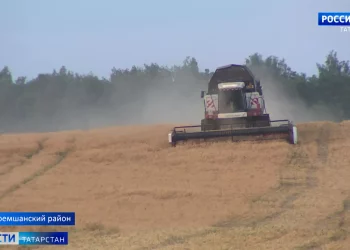 На юге Татарстана продолжают активную уборку зерна