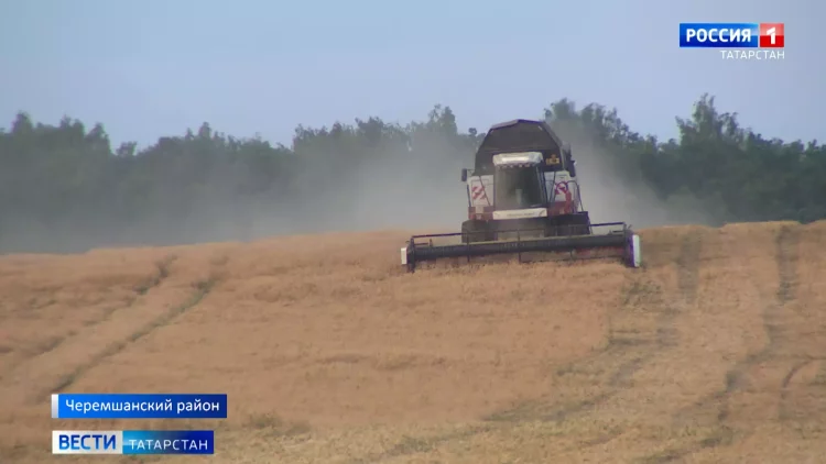 На юге Татарстана продолжают активную уборку зерна