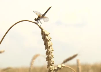 В Татарстане близится экватор жатвы: как трудятся алексеевские земледельцы