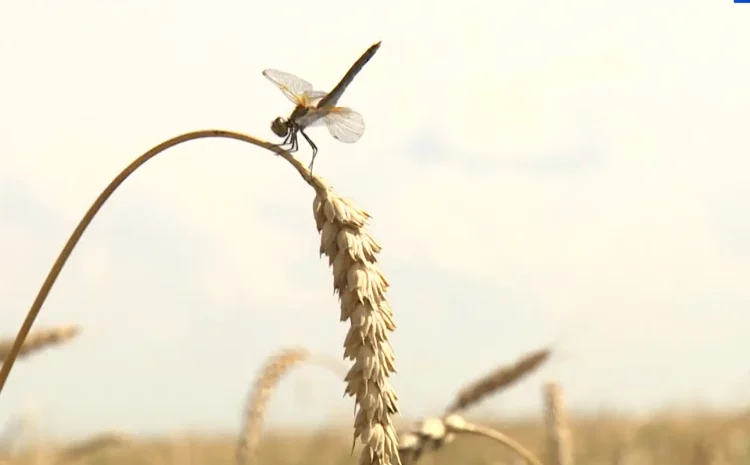 В Татарстане близится экватор жатвы: как трудятся алексеевские земледельцы