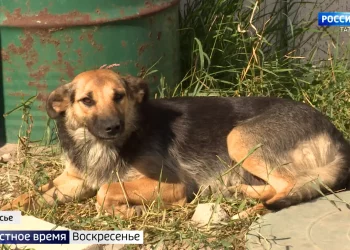 «Умирают в мучениях»: татарстанские зоозащитники жалуются на работу отловщиков собак