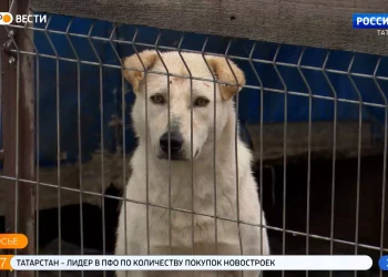 В Казани стартовала традиционная акция «Лучший друг»