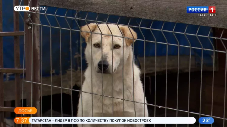 В Казани стартовала традиционная акция «Лучший друг»