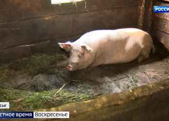 Татарстан накрыла волна резонансных ДТП по вине плохого самочувствия водителей