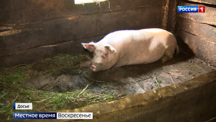 Татарстан накрыла волна резонансных ДТП по вине плохого самочувствия водителей