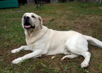 Татарстанские таможенники ищут нового хозяина для ретривера Ричи, который собирается на «заслуженный отдых»