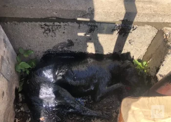 В Челнах спасли щенка, упавшего в яму с мазутом