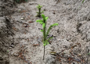 Татарстан по нацпроекту получил дополнительное финансирование на лесовосстановление