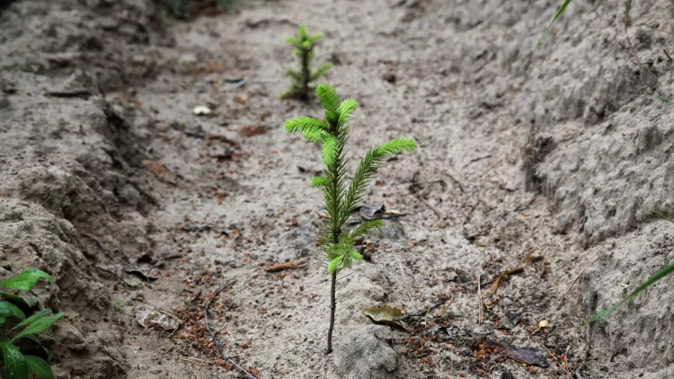 Татарстан по нацпроекту получил дополнительное финансирование на лесовосстановление