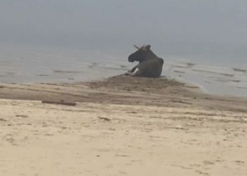 В Татарстане раненному лосю оказали помощь и выпустили в лес