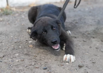 Казанцы приютили трех собак из приюта «Зооцентр» на акции «Лапа дружбы»