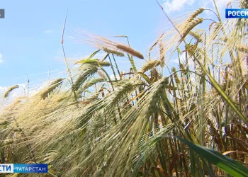 В Татарстане намолотили 5 миллионов тонн зерна