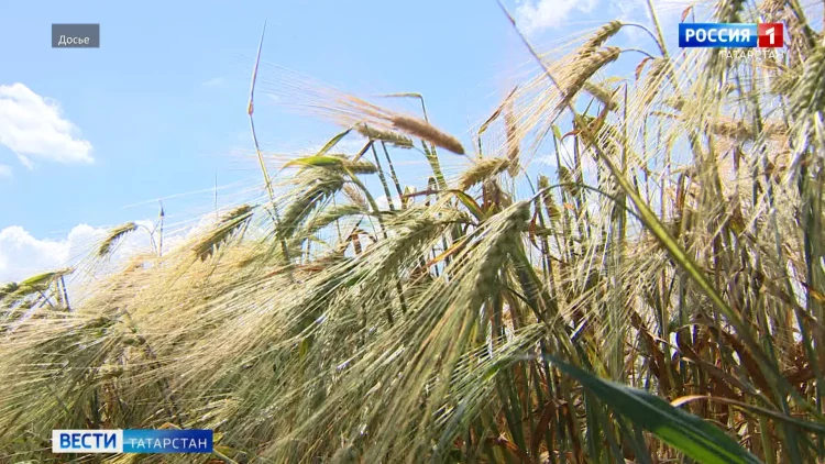 В Татарстане намолотили 5 миллионов тонн зерна