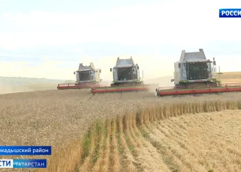 Аграрии Тетюшского района лидируют по намолоту зерна