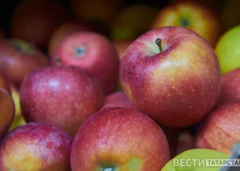 ДУМ РТ объявило сбор средств в поддержку участников спецоперации