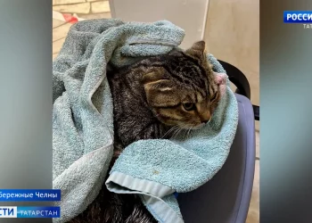 В Челнах ищут новый дом для кота, сброшенного хозяином из окна 6 этажа