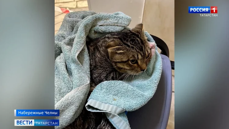 В Челнах ищут новый дом для кота, сброшенного хозяином из окна 6 этажа